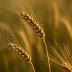 Qodho dan Fidyah dalam Madzhab Syafii