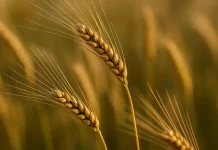 Qodho dan Fidyah dalam Madzhab Syafii